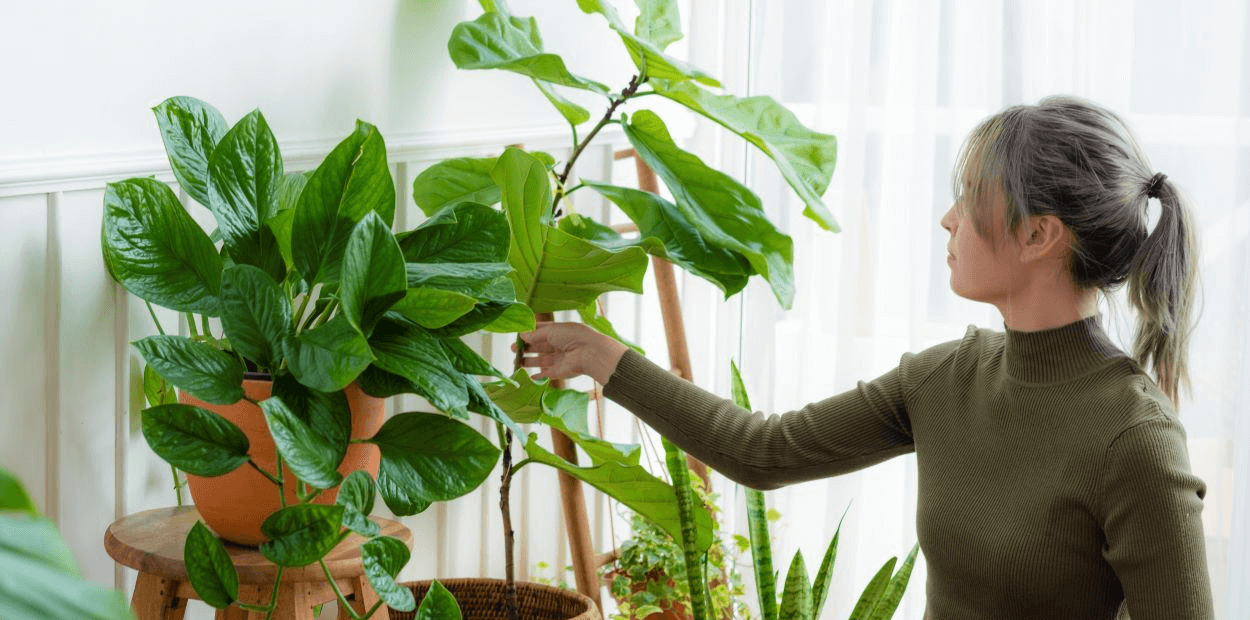 plantas que purificam o ar