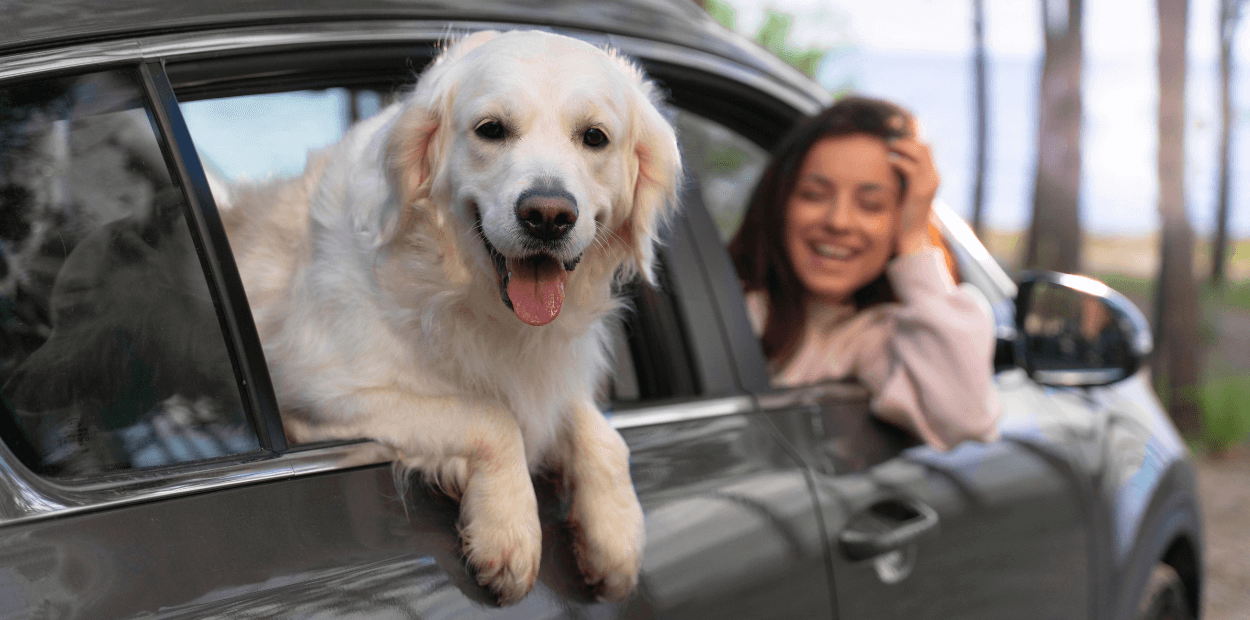 Sabe como viajar com o seu animal de estimação?