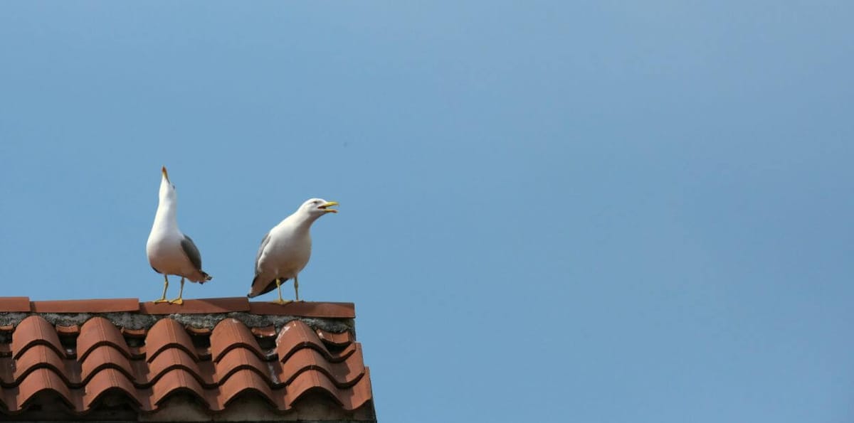 Medidas de controlo de rendas dividem especialistas
