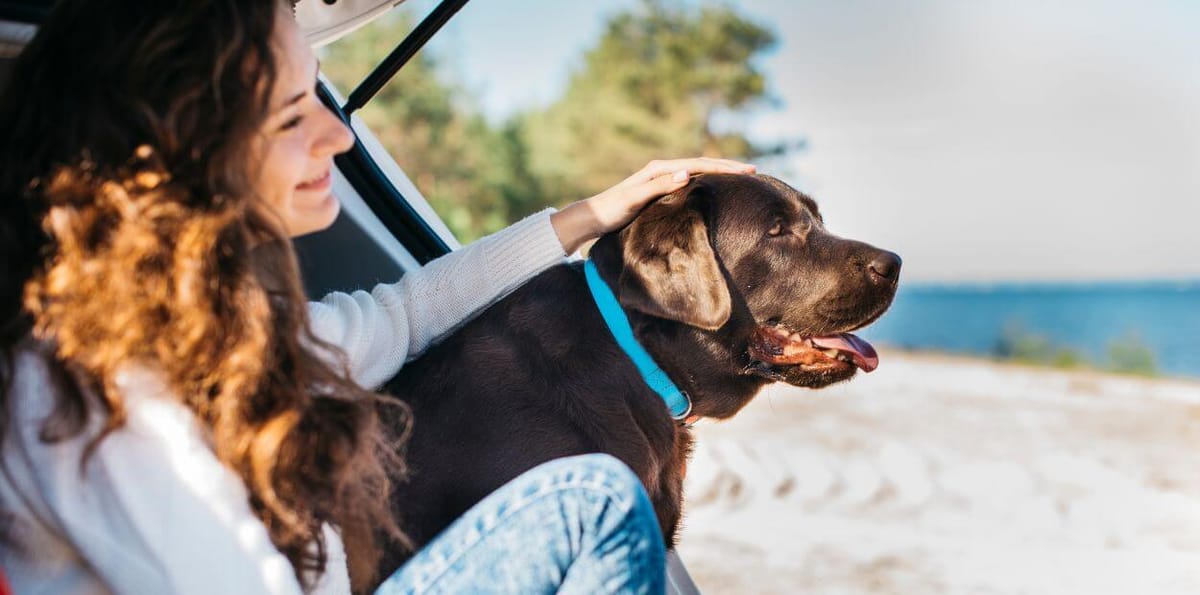 5 ideias felizes para levar o seu animal de férias