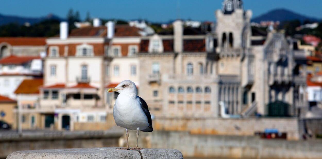 Cascais adquire terrenos no final da A5 para parque urbano, equipamento e habitação municipal
