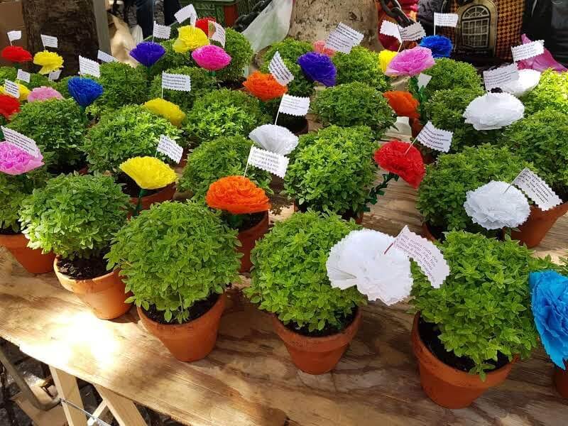 tradições dos Santos Populares: manjericos