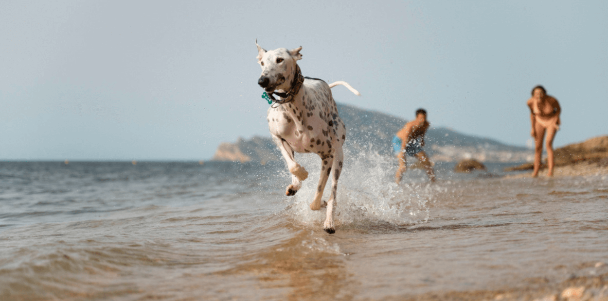 Cão na praia