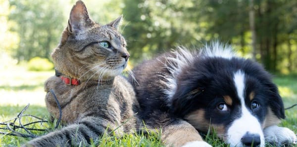 Os melhores vídeos dos nossos animais de estimação