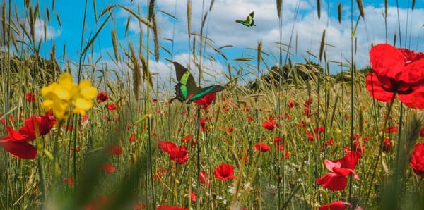 8 Refúgios secretos deslumbrantes na primavera (onde vai querer viver para sempre!)