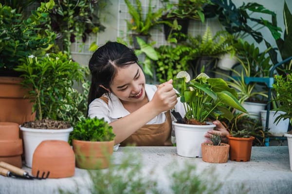 Cuidar e salvar as plantas no verão